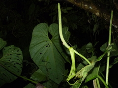 Anthurium caperatum
