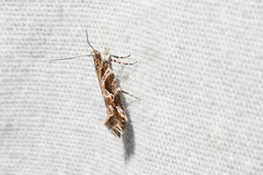 Aristotelia fungivorella