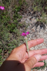 Dianthus tarentinus