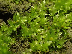 Physcomitrium patens