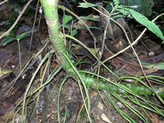 Anthurium caperatum