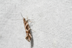 Aristotelia fungivorella