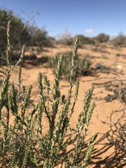 Dischisma leptostachyum