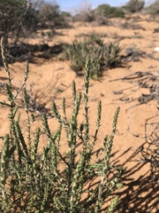 Dischisma leptostachyum