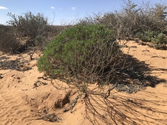 Dischisma leptostachyum