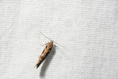 Aristotelia fungivorella