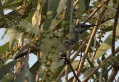 Ramsayornis fasciatus