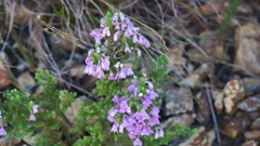 Erica chamissonis