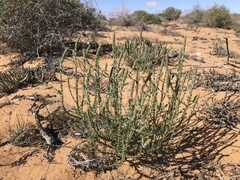 Dischisma leptostachyum