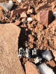 Bulbine mesembryanthemoides