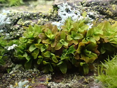 Syntrichia latifolia