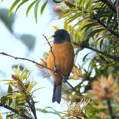 Conirostrum sitticolor