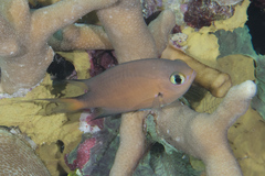 Pycnochromis atripes