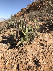 Mitrophyllum grande