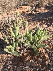 Mitrophyllum grande