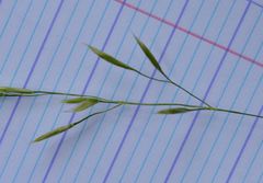 Festuca flavescens