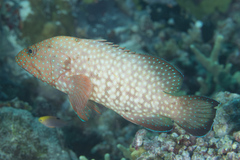 Cephalopholis cyanostigma