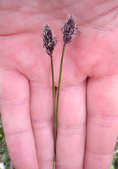 Alopecurus magellanicus