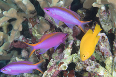 Mirolabrichthys tuka