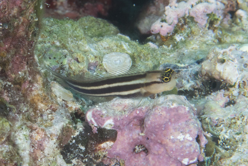 Foreye coralblenny (Ecsenius prooculis) — Blenniidae