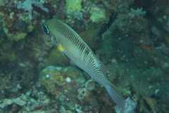 Scolopsis margaritifera