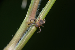 Pycnaxis
