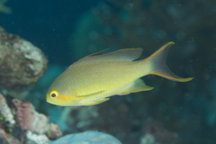 Pseudanthias huchtii
