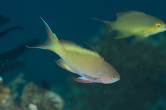 Pseudanthias huchtii