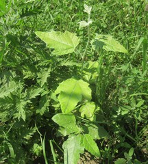 Populus alba