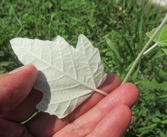 Populus alba