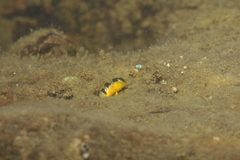 Microlipophrys dalmatinus