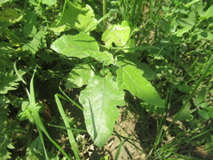 Populus alba