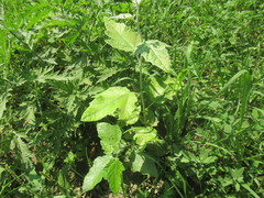 Populus alba
