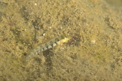 Microlipophrys dalmatinus