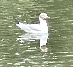 Chroicocephalus ridibundus