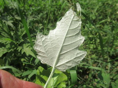 Populus alba