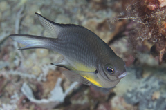 Amblyglyphidodon leucogaster