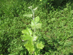Populus alba