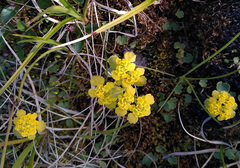 Chrysosplenium serreanum
