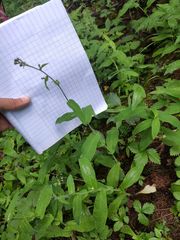 Hieracium prenanthoides