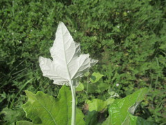 Populus alba