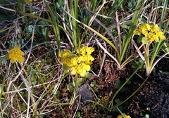 Chrysosplenium serreanum