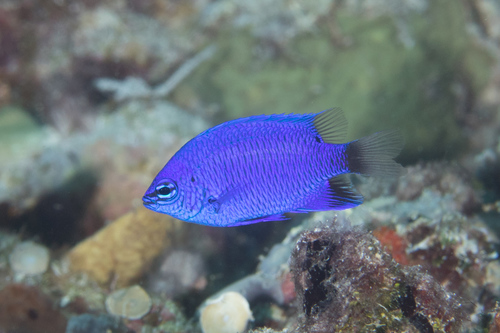 Blue damsel (Chrysiptera cymatilis) — Pomacentridae — 5