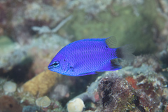 Chrysiptera cymatilis