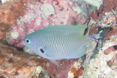 Pomacentrus nigromarginatus