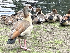 Alopochen aegyptiaca