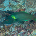 Bird Wrasse - Photo (c) Mark Rosenstein, some rights reserved (CC BY-NC-SA), uploaded by Mark Rosenstein