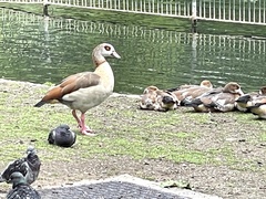 Alopochen aegyptiaca