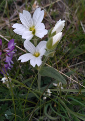 Cerastium maximum