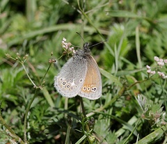 Coenonympha amaryllis
